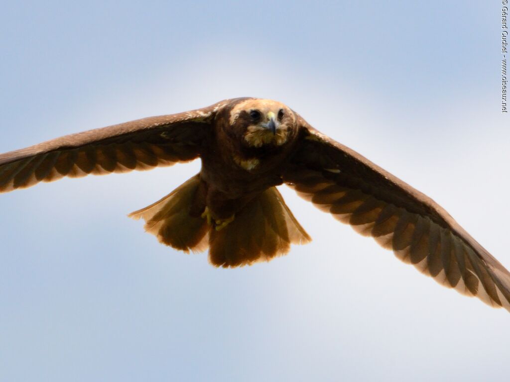 Western Marsh Harrier, Flight