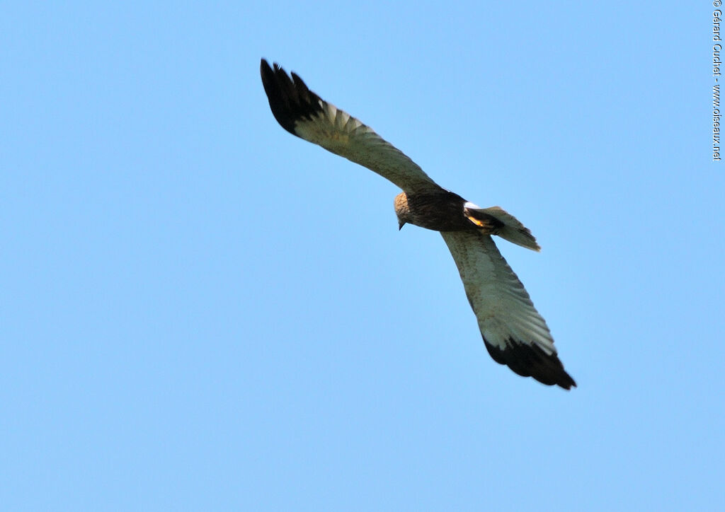 Western Marsh Harrier