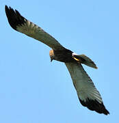 Western Marsh Harrier