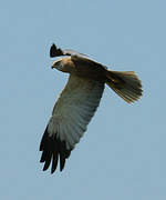 Western Marsh Harrier