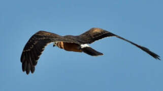 Hen Harrier