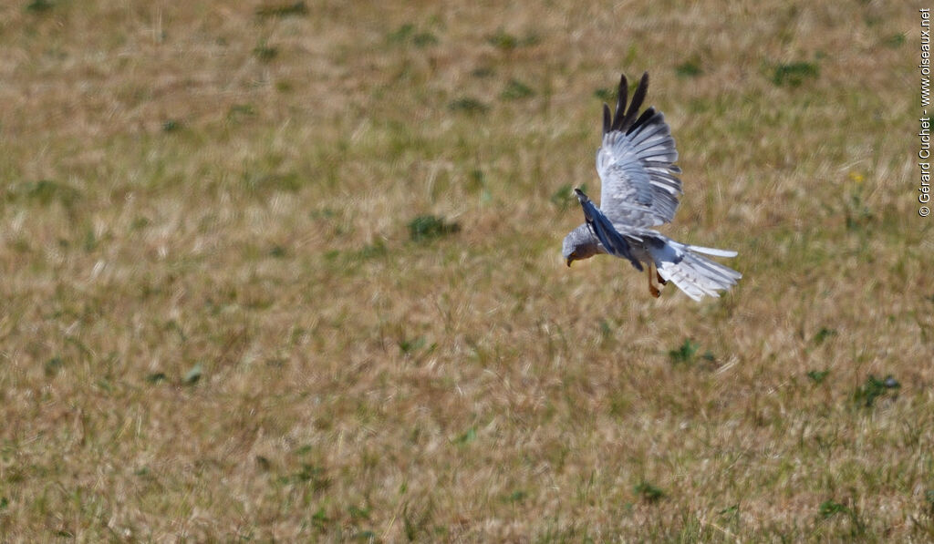 Hen Harrier male, Flight