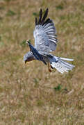 Hen Harrier