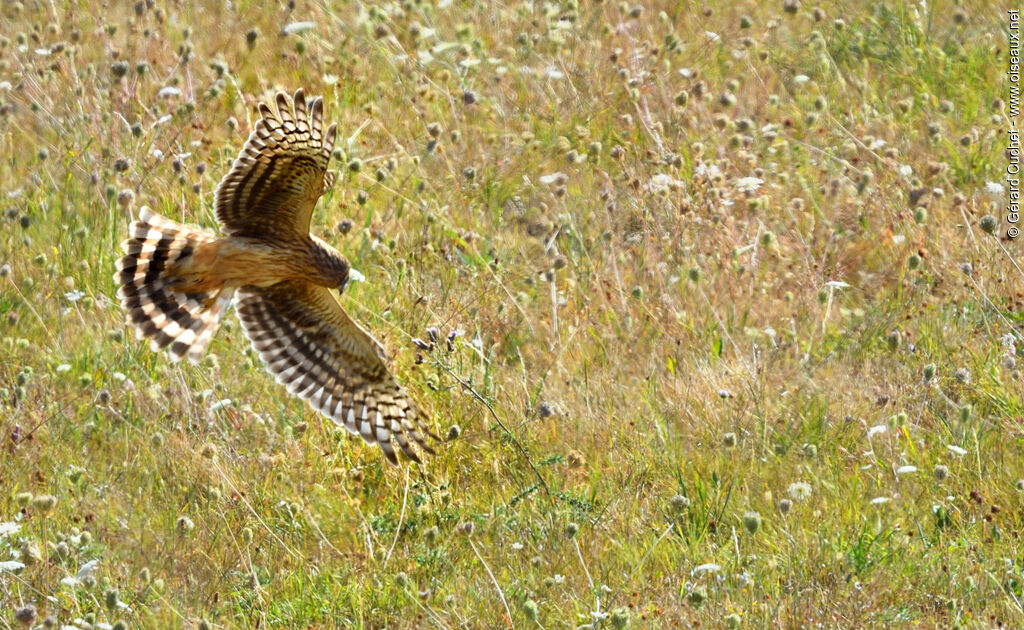 Hen Harrier female, Flight