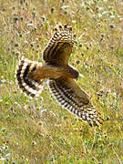 Hen Harrier