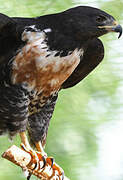 Jackal Buzzard