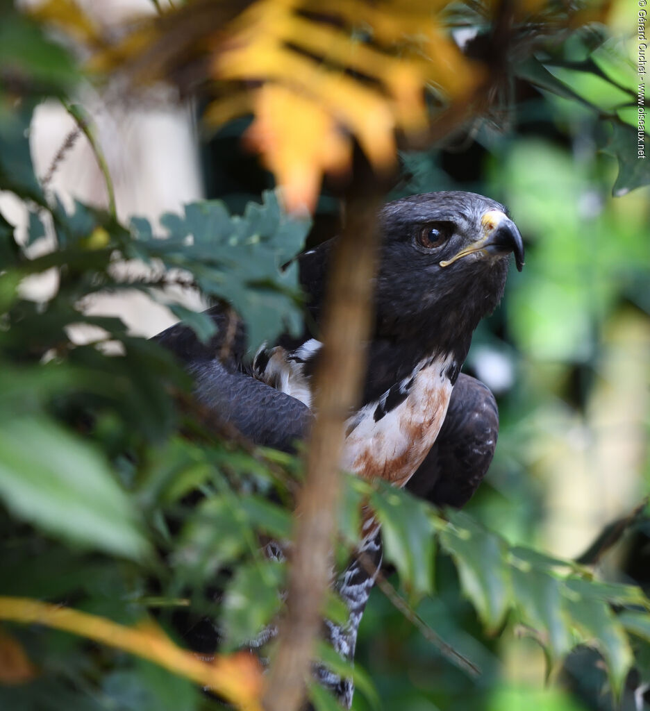 Jackal Buzzard, close-up portrait