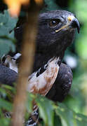 Jackal Buzzard