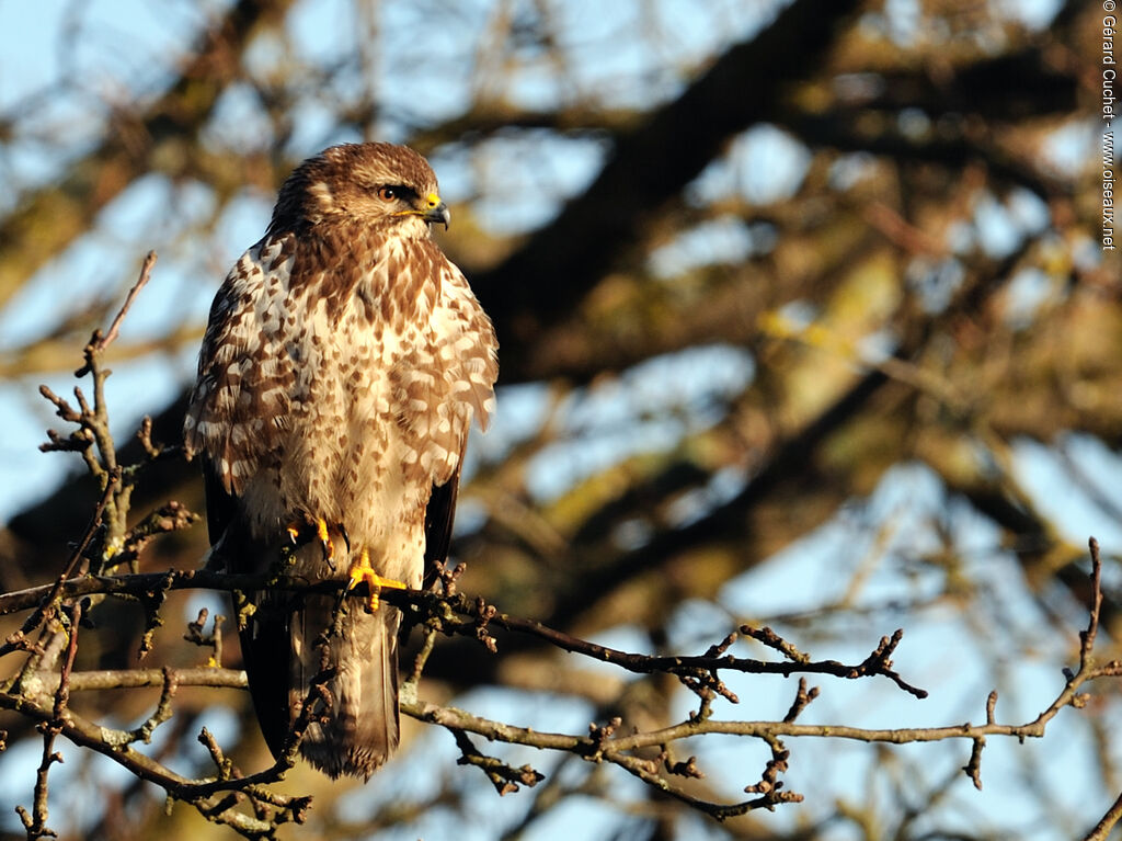 Common Buzzard