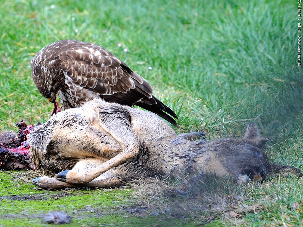 Common Buzzard