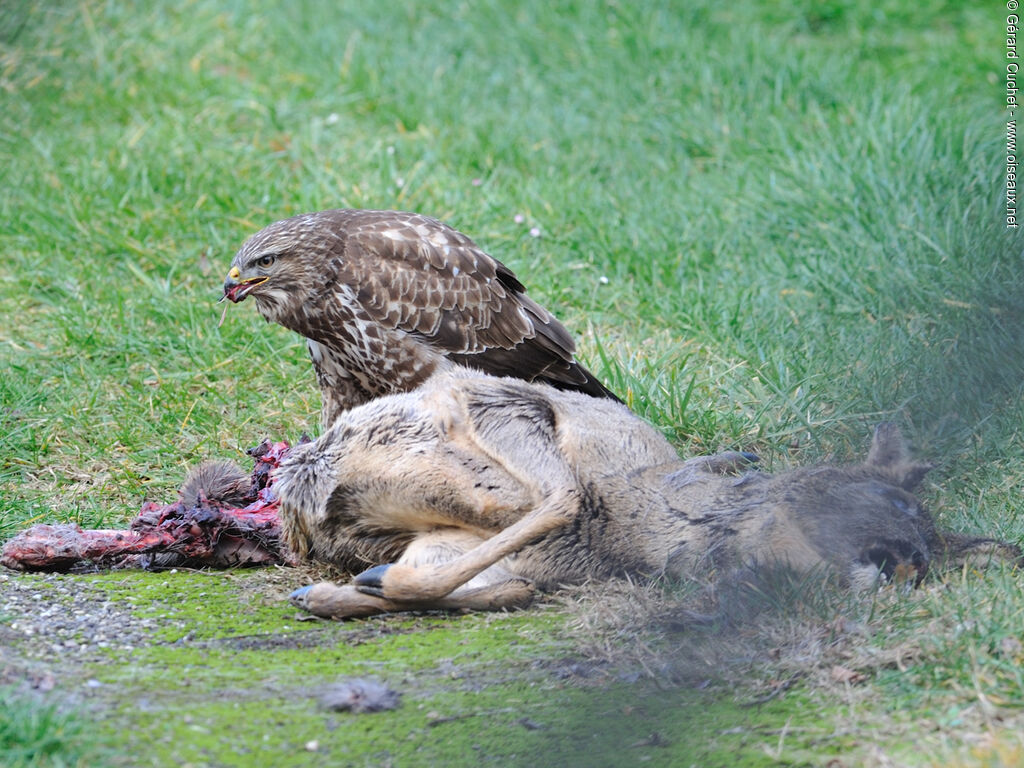 Common Buzzard