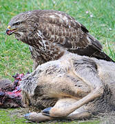 Common Buzzard