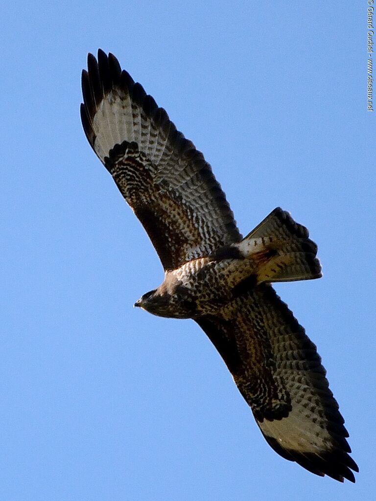 Buse variable