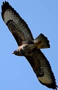 Common Buzzard