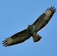 Common Buzzard