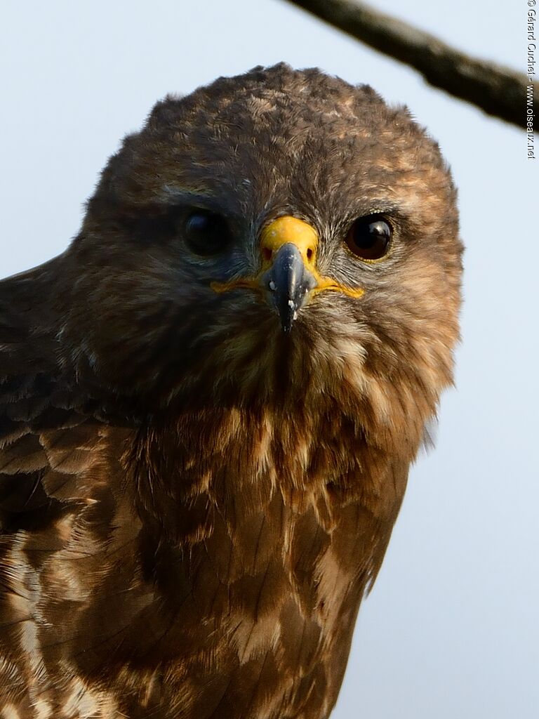 Common Buzzard