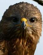 Common Buzzard