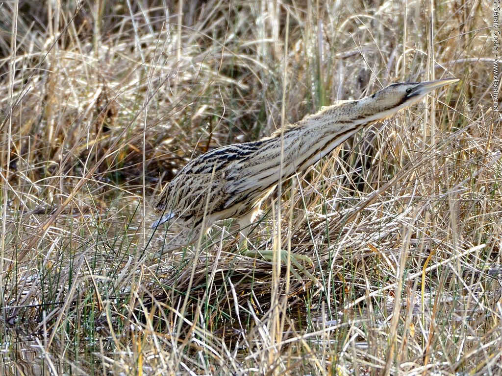 Eurasian Bittern