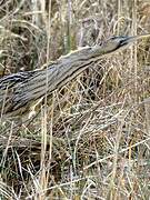 Eurasian Bittern