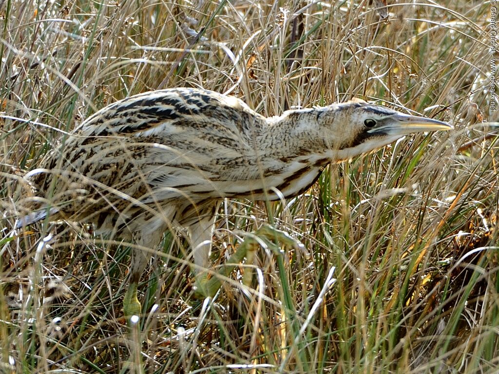 Eurasian Bittern