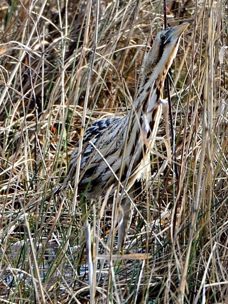 Eurasian Bittern