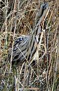 Eurasian Bittern