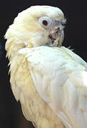 Red-vented Cockatoo