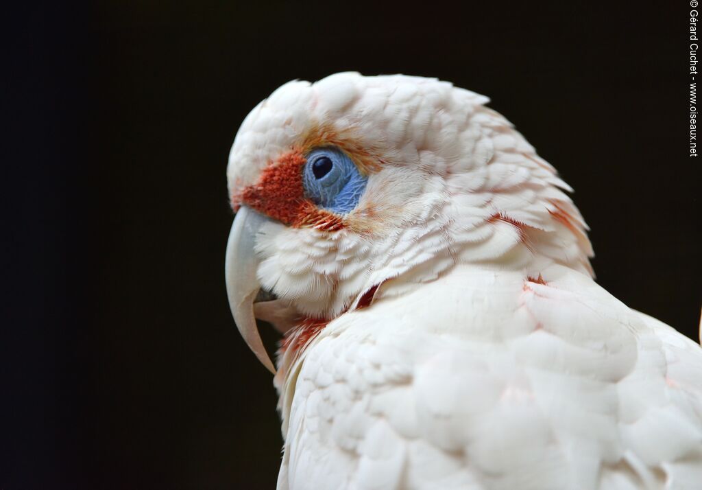 Long-billed Corella