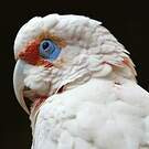 Cacatoès nasique