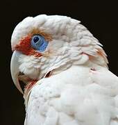 Long-billed Corella