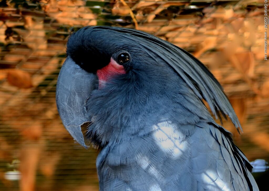 Palm Cockatoo