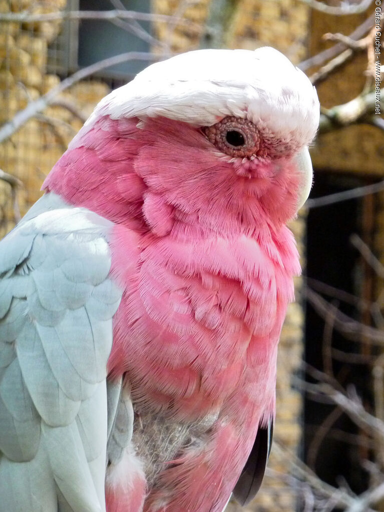 Galah