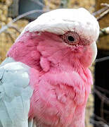 Galah