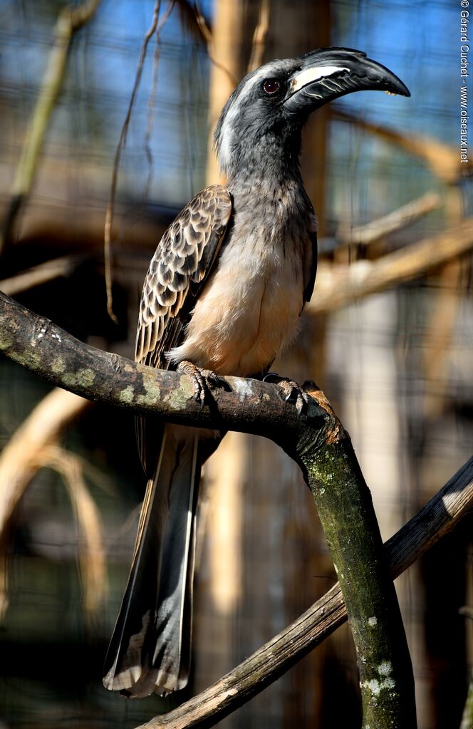 African Grey Hornbill