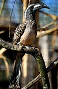 African Grey Hornbill