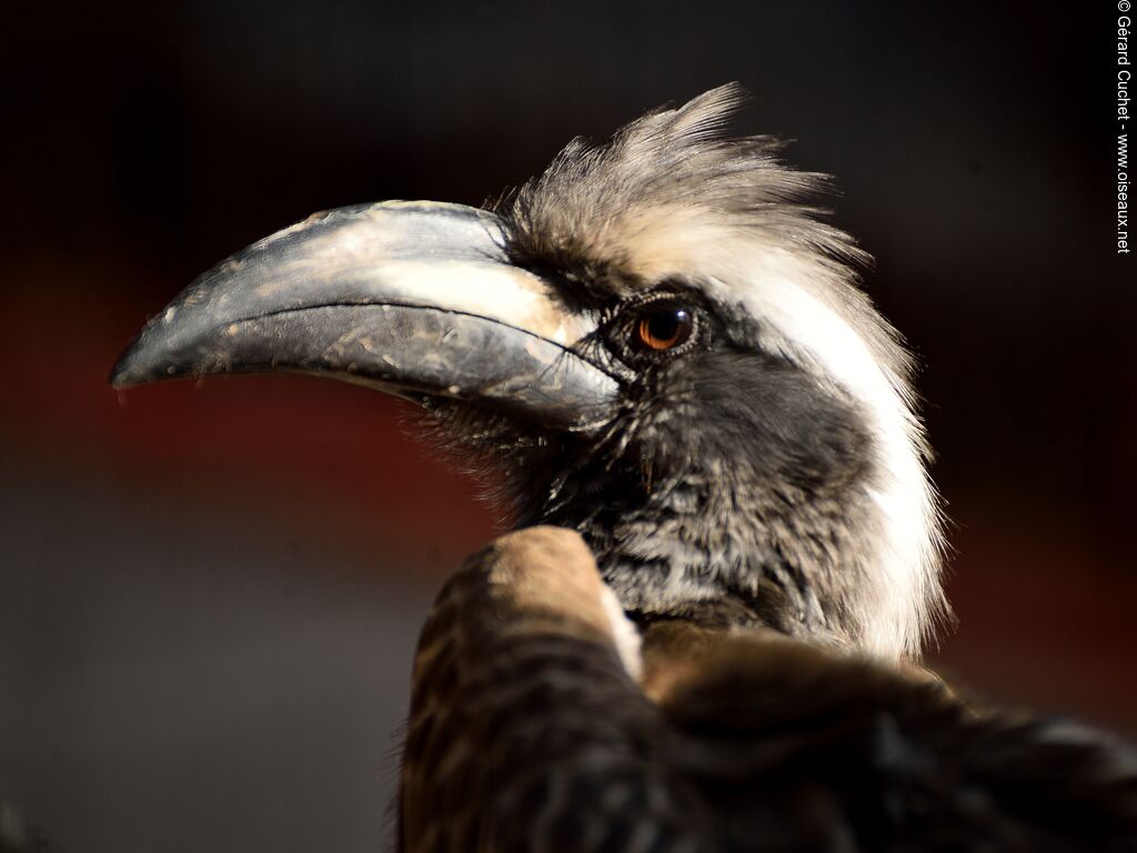 African Grey Hornbill