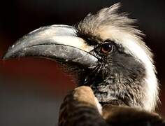 African Grey Hornbill