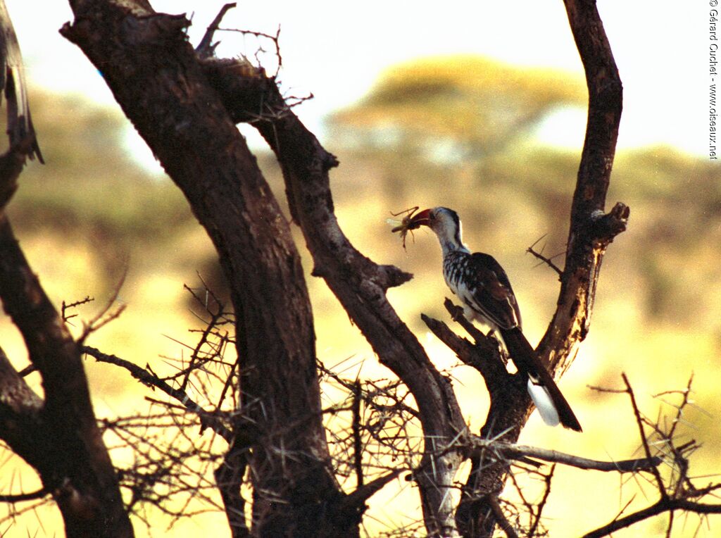 Northern Red-billed Hornbill