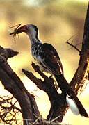 Northern Red-billed Hornbill