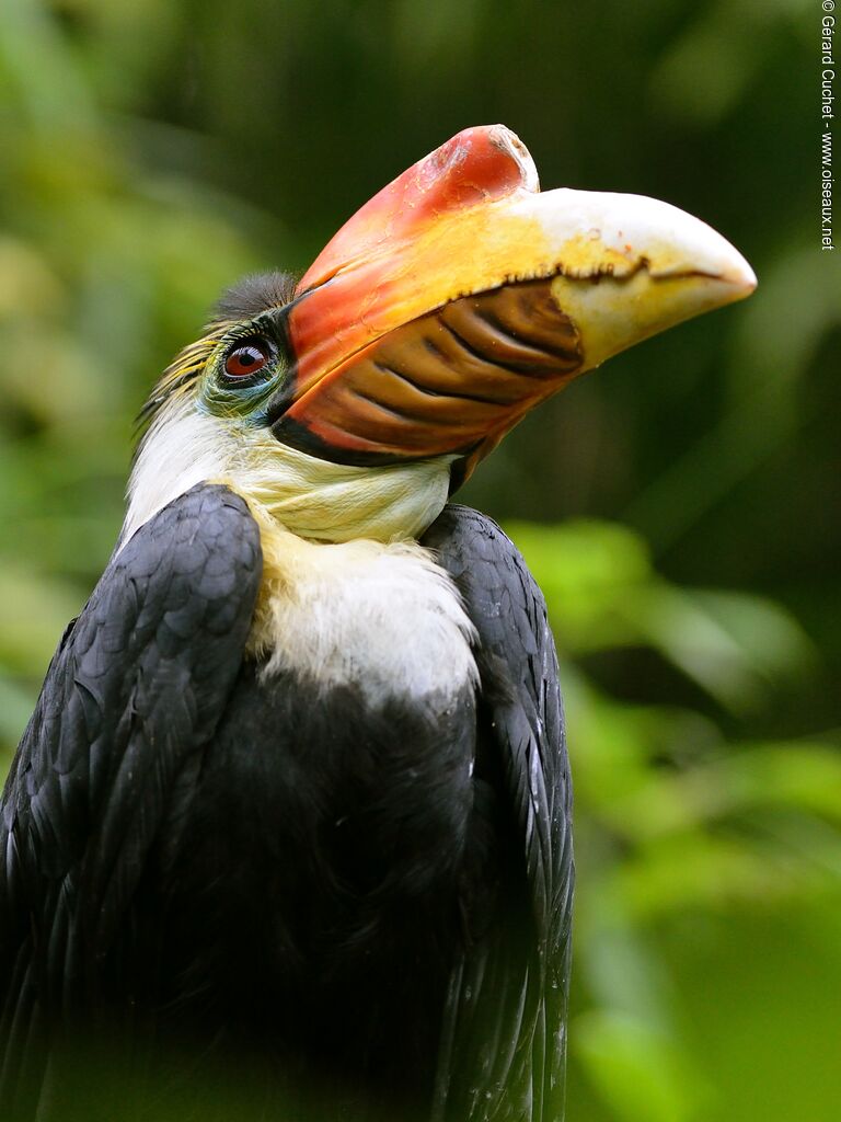 Wrinkled Hornbill