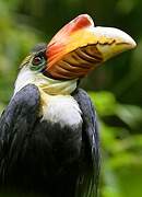 Wrinkled Hornbill