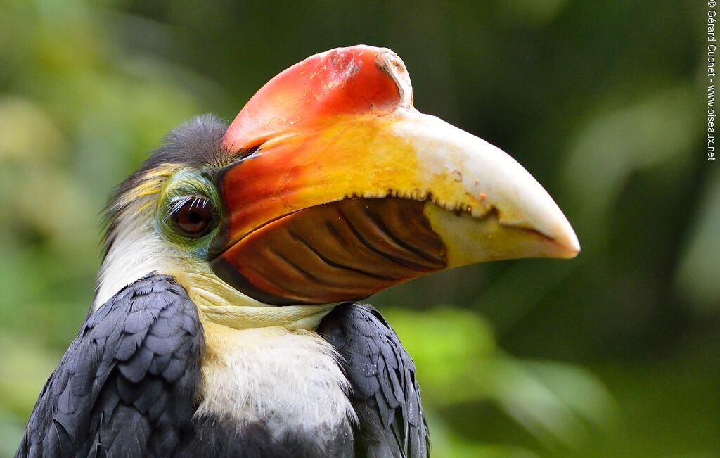 Wrinkled Hornbill