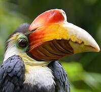 Wrinkled Hornbill