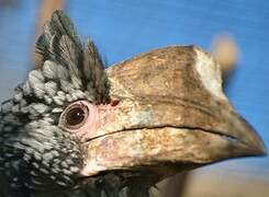 Silvery-cheeked Hornbill