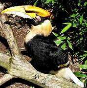 Great Hornbill