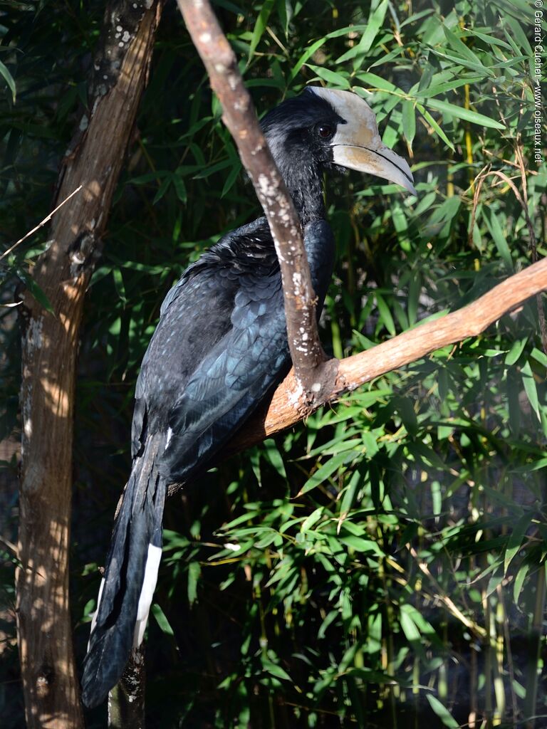 Black Hornbill