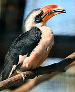 Von der Decken's Hornbill