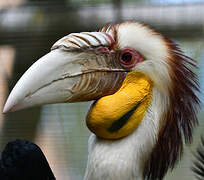 Wreathed Hornbill