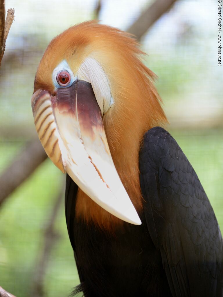 Blyth's Hornbill