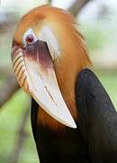 Blyth's Hornbill